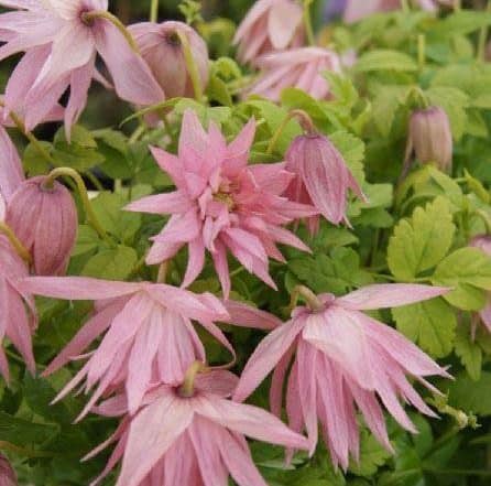 Clematis Country Rose - How to grow and where to buy in the UK