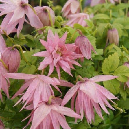 Clematis Country Rose - How to grow and where to buy in the UK