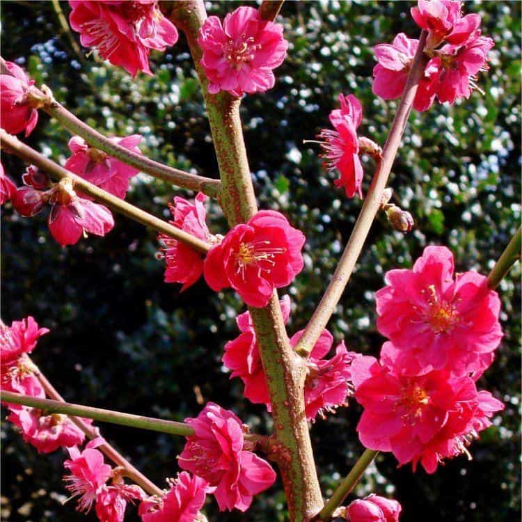 Prunus persica Melred - Peach Tree - Special Deals