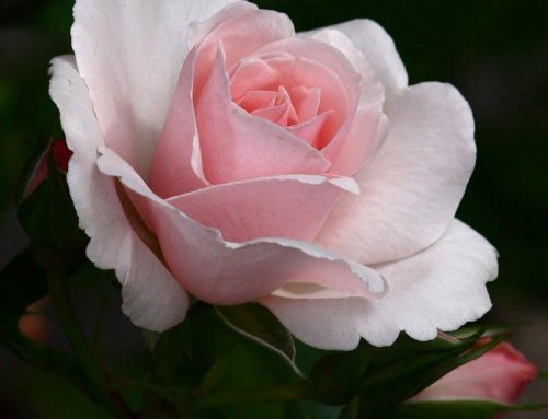 Rose Many Happy Returns – Floribunda Rose – Garden Plants