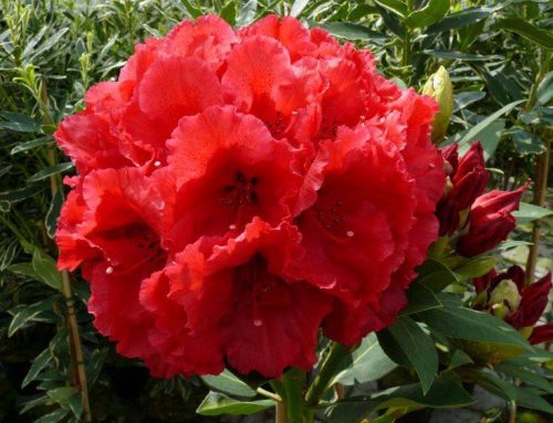 Red Jack Rhododendron Tree – 100cm-120cm – Garden Plants