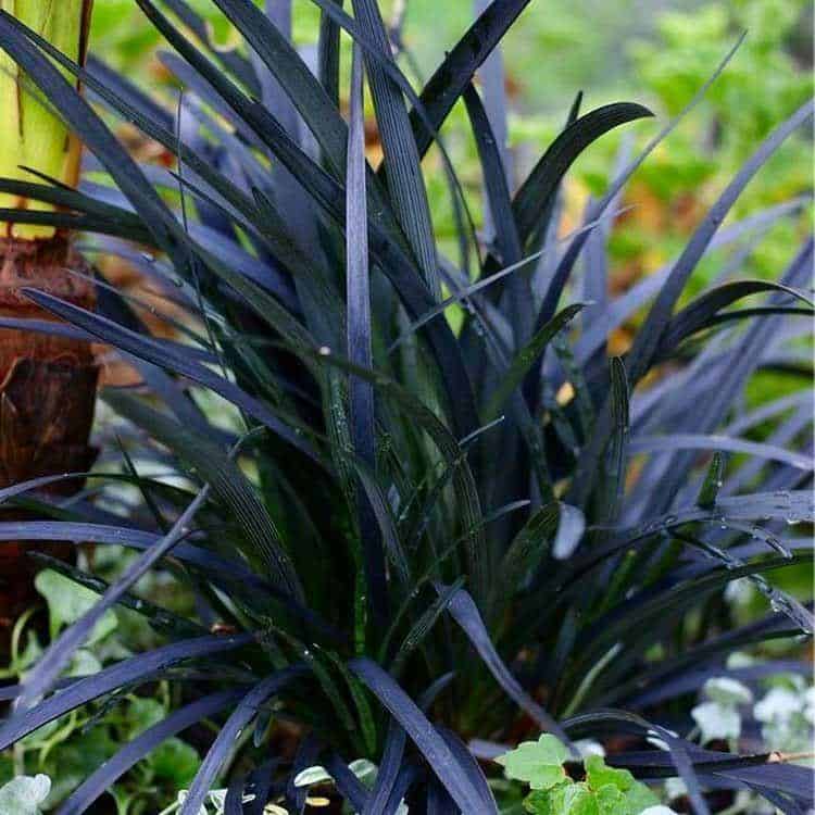 Ophiopogon Nigra - Black Ornamental Grass