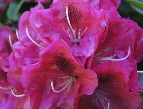 Rhododendron Nova Zembla – Rhododendron Hybrid – Garden Plants