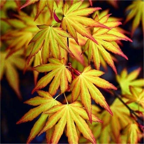 Acer palmatum Katsura - Japanese Maple