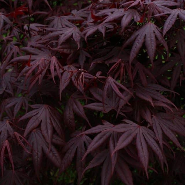 Acer palmatum atropurpureum Bloodgood - Deep Purple Japanese Maple