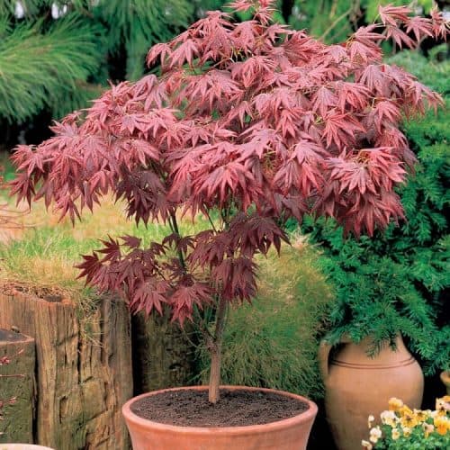 Acer palmatum atropurpureum - Purple Japanese Maple