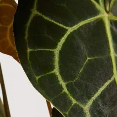 Leaf Anthurium Clarinervium