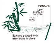 Bamboo control system