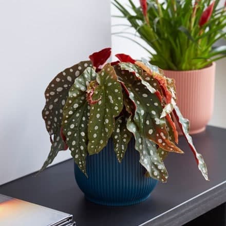 Begonia maculata and pot cover