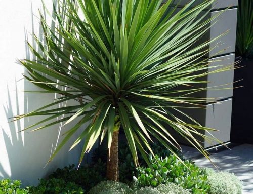 Cordyline australis Cabbage Tree or Torbay Palm –  the garden backbone!
