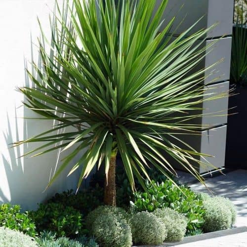 Cordyline australis Torbay Palm
