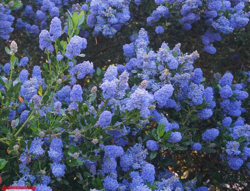 Ceanothus italian skies – Spotlight – Learn, Buy Grow this gorgeous lilac plant