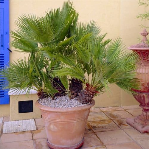 Chamaerops Humilis - Hardy Mediterranean Fan Palm - LARGE XXL Specimen - 140-180cms tall