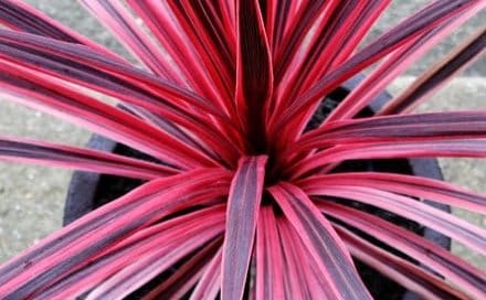 Cordyline australis Pink Star