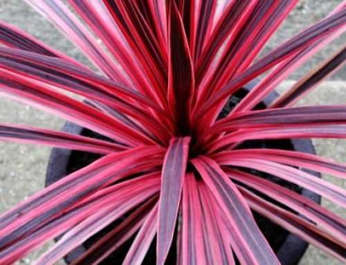 Cordyline Pink Passion – Spotlight Plant – Learn, Buy, Grow this pretty pink shrub