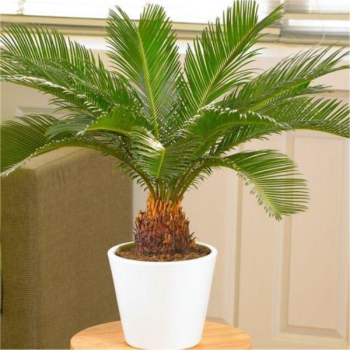 Cycad - Cycas revoluta - King Sago Palm Tree 40-60 cms