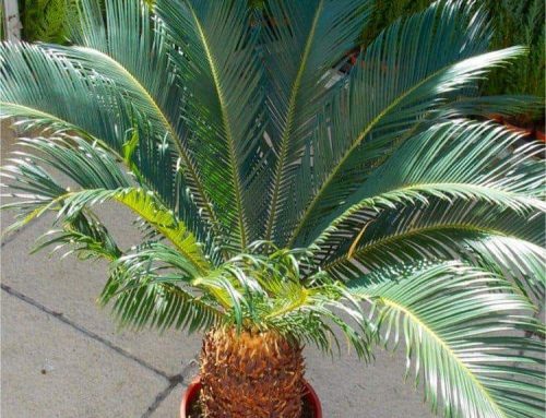 Cycad Fertiliser Feed – How to use and where to buy