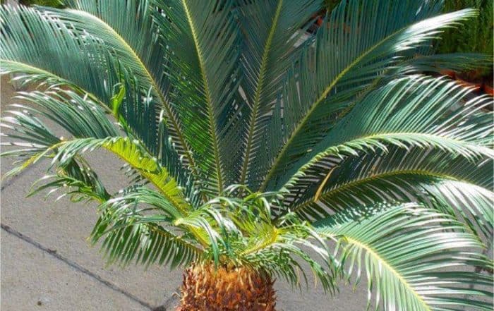 Giant Cycad - Cycas revoluta - King Sago Palm Tree Specimen - 60-80cm