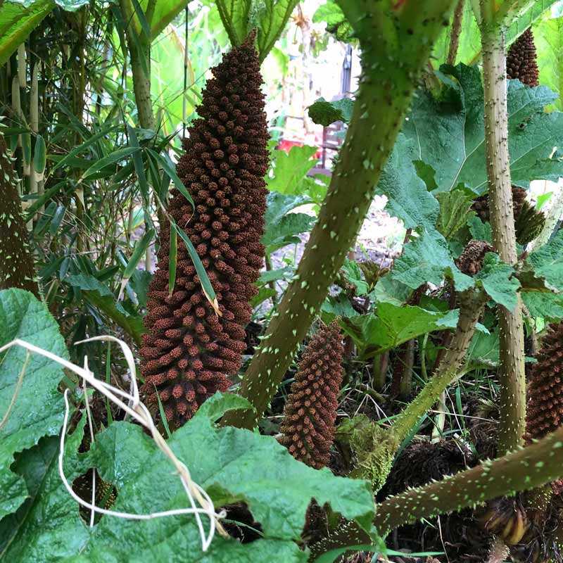 How To Overwinter Gunnera in the UK