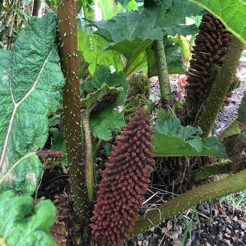 Is Gunnera Invasive in the UK, and why remove the flowers?