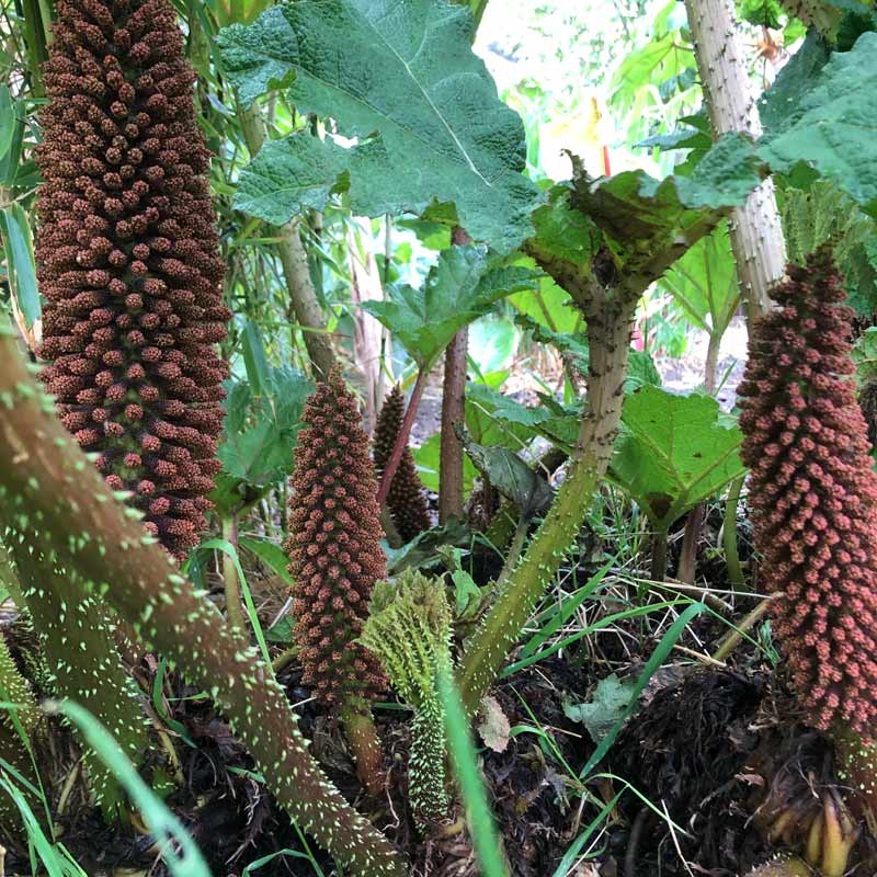 Is Gunnera Part Of The Rhubarb Family?