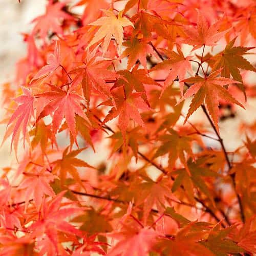 Japanese Maple, Acer palmatum Phoenix