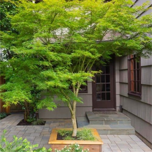 LARGE 120-140cm Specimen Acer palmatum dissectum Seiryu - Japanese Maple Tree