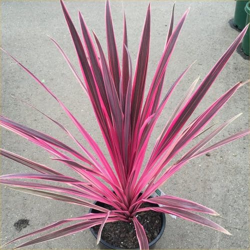 LARGE Specimen - Cordyline australis "Pink Passion" - Stunning Pink Patio Torbay Palm Cordyline 80-120cms tall