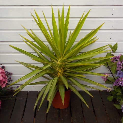 Patio Adams Needle Yucca Jewel Palm Tree - Approx 60-80cms