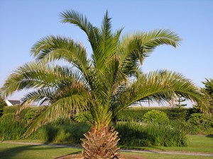 All Palms