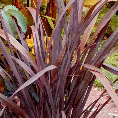 Phormium Special Red - New Zealand Flax