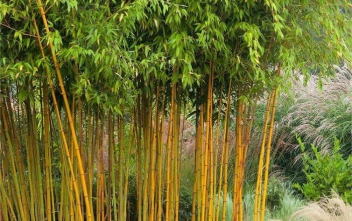 Phyllostachys aurea aureocaulis - Yellow-Groove Bamboo - 180-200cm
