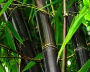 Phyllostachys nigra - Black Bamboo