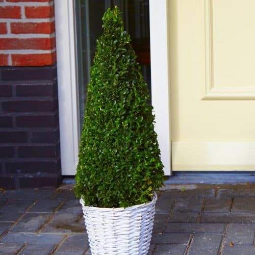 Premium Quality Topiary Buxus PYRAMID - Large 90-110cm