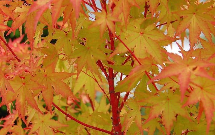 SPECIAL DEAL - Acer palmatum Sango Kaku - Coral Bark Maple