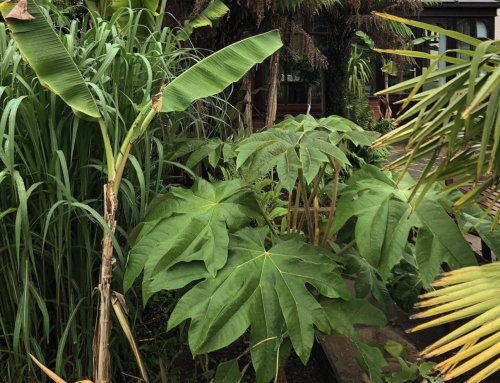 How to grow Tetrapanax (Tame this HUGE beast for instant impact)