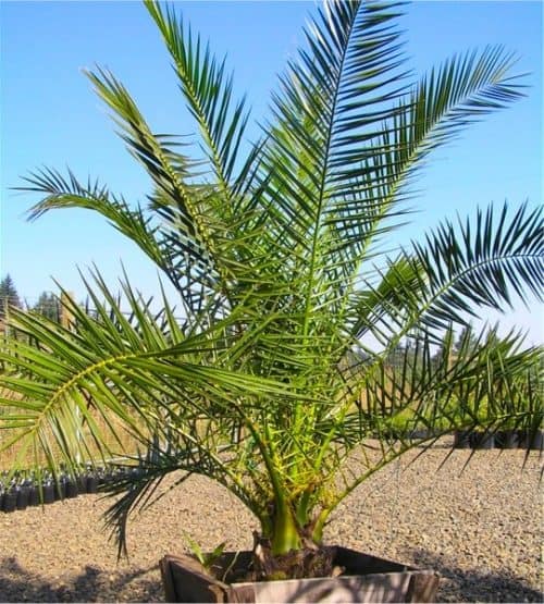 Phoenix Palms