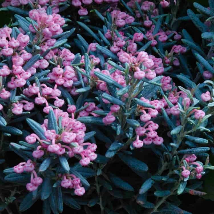 Andromeda Plant Blue Ice - Learn to grow, and where to buy online