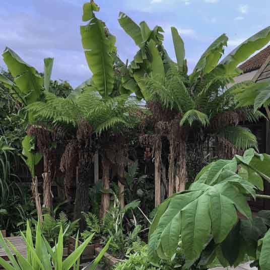 Best Tropical Plants