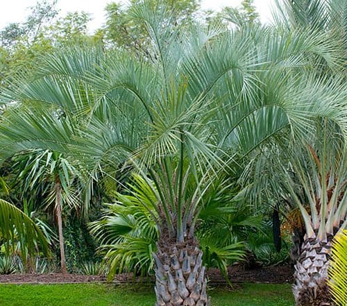 Butia capitata - Jelly Palm Trees