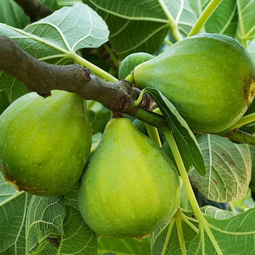 buy Green Fig - Ficus carica