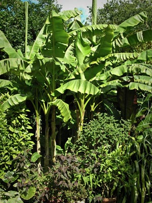 Bananas & Banana like Plants