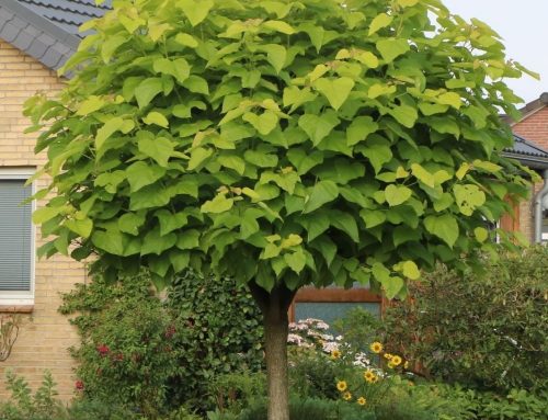 Catalpa Bignonioides Indian bean tree – Learn, Buy, Grow – Our Spotlight Plant