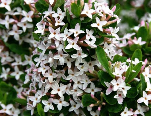 Daphne burkwoodii Astrid – How to grow and where to buy in the UK