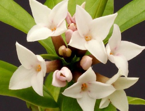 Daphne Spring Beauty – How to grow and where to buy in the UK