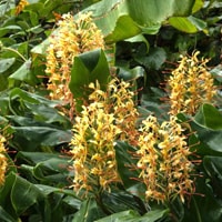 ginger plants in the exotic garden