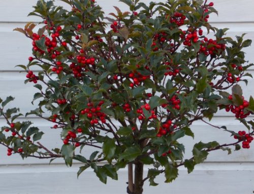 Majestic Metre Tall Holly Tree Standard – Fantastic Gift Idea! – Garden Plants