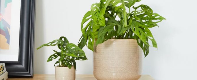 Plants for your office