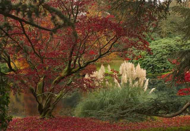 What to plant with Acers